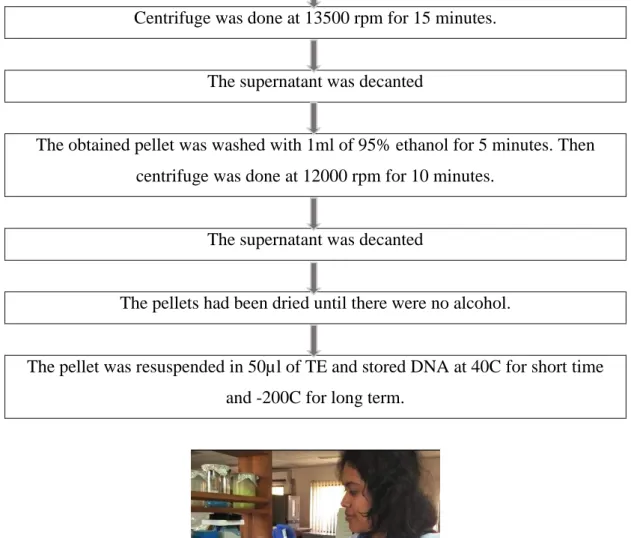 Figure 3: DNA isolation in the laboratory   3.2.7.2 Polymerase Chain Reaction (PCR) 