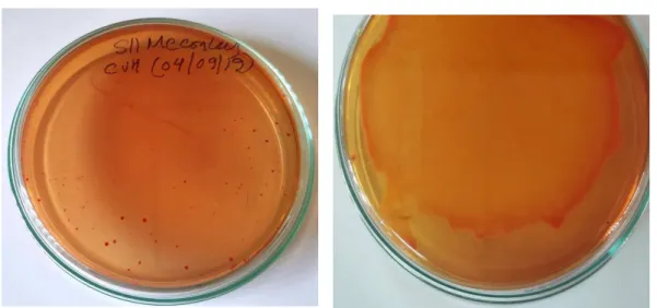 Table 8. Cultural characteristics of Salmonella spp. in selective agar   Sources of Salmonella 