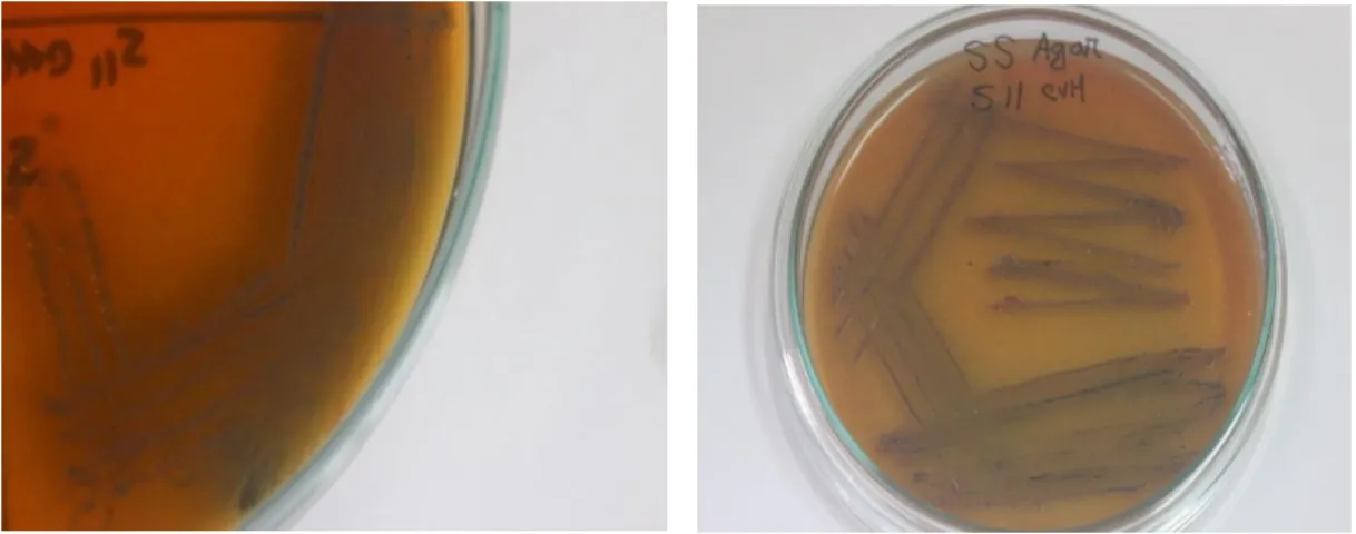 Figure 8: Salmonella spp. in SS agar 