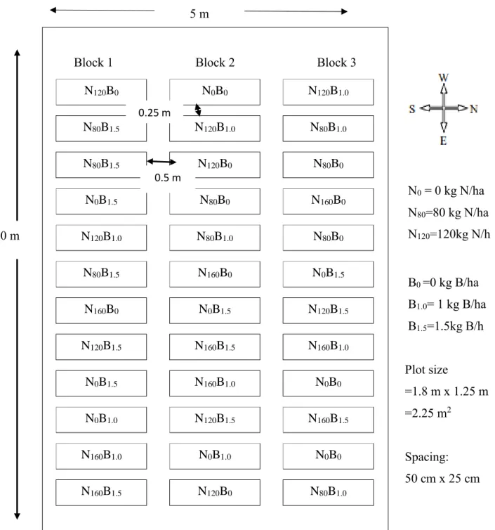 Figure 2. Layout of the experiment in the Randomized Complete Block Design (RCBD)  N0  = 0 kg N/ha  N80 =80 kg N/ha  N120 =120kg N/h 