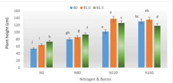 Figure 5. Effect of different level of nitrogen-boron combination on plant height 