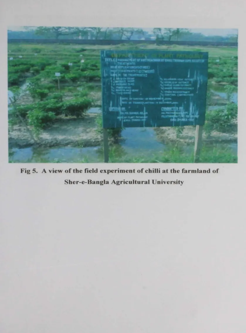 Fig  5.  A view  of  the  field  experiment  of  chilli  at  the  farmland  of  Sher-e-Bangla  Agricultural  University 