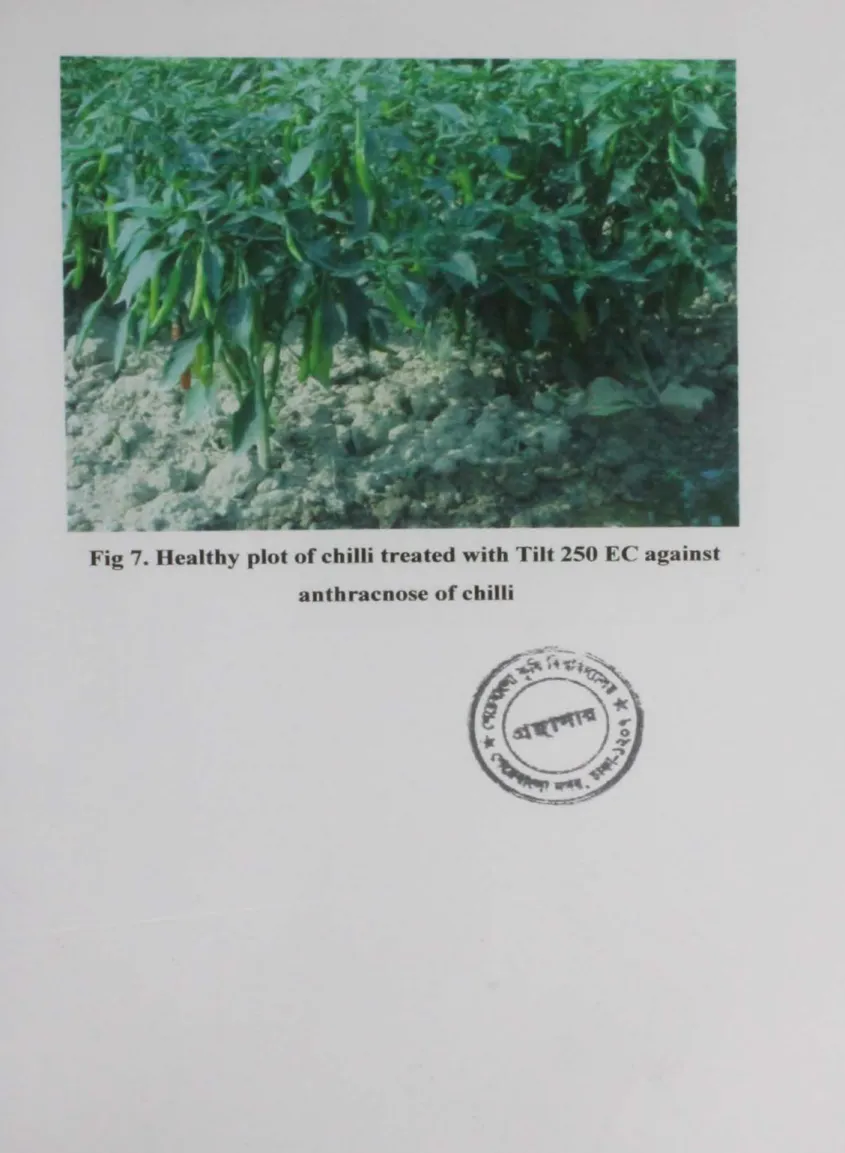 Fig  7.  Healthy  plot  of  chilli  treated  with  Tilt  250  EC  against  aothracnose  of  chilli 
