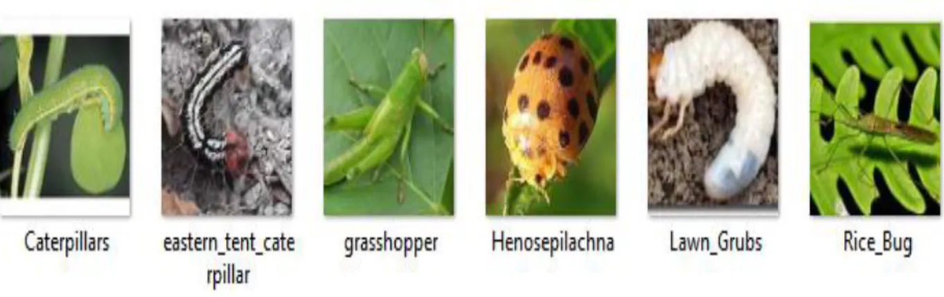 Figure 3.2.1 Collected Dataset 