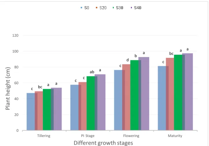 Fig. 1. Effect of sulphur on plant height at different phenological stages (DAT) of BRRI  hybrid dhan2 