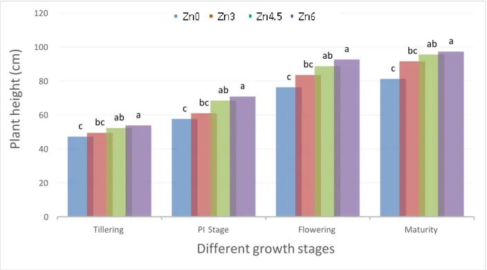 Fig. 2. Effect of zinc on plant height at different phenological stages (DAT) of BRRI hybrid  dhan2 