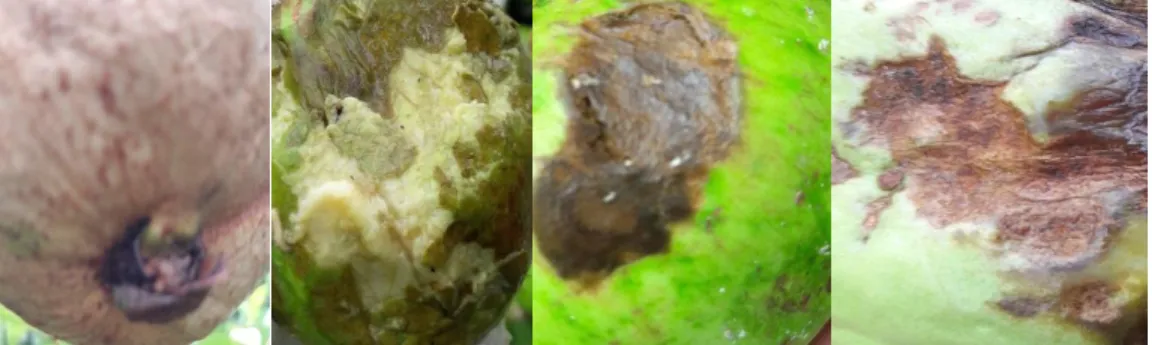 Fig 3.8:  4 fruit fly of guava image 