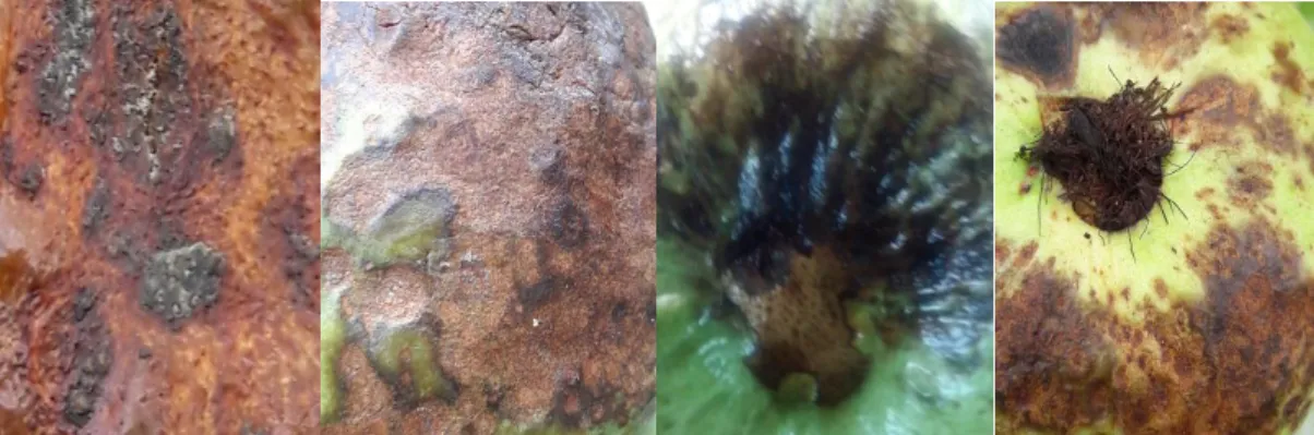Fig 3.7 : 4 Fomopsis rot of guava image 