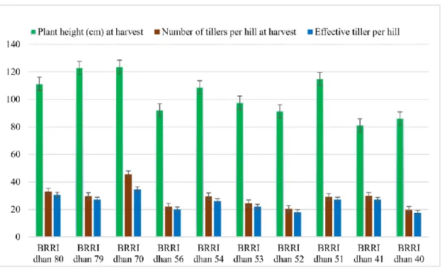 Figure 1: Effect of variety on Plant height, No. tiller hill -1  at harvest and effective  tiller hill -1  in Aman season  