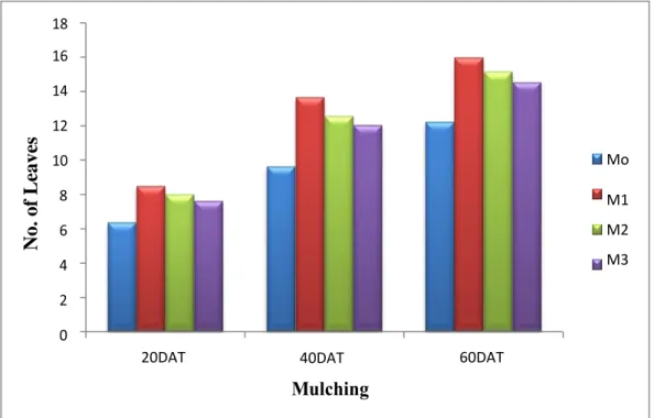 Fig. 3: Effect of mulching on number of leaves of broccoli at different days after                  transplanting 