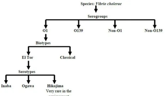 Fig 2.4 Classification stages of V. cholerae 