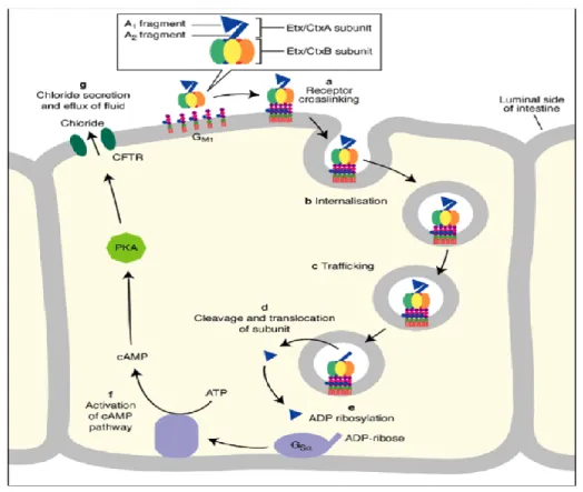 Fig 2.5: The actions of cholera toxin 