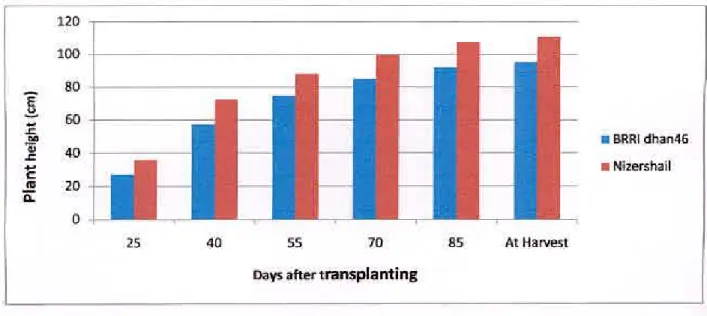 Fig. I Effect of variety on plant height at different growth duration of T. aman rice  varieties (S  X=  0.36, 0.64, 0.73, 4.94, 6.35 and 6.71 at 25, 40, 55, 70,85 DAT  and at harvest, respectively) 