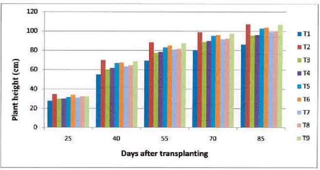Fig. 2 Effect of fertilizers on plant height at different plant growth duration of T. 