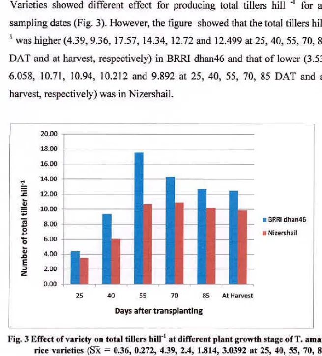 Fig. 3  Effect of variety on total tillers hilr' at different plant growth stage of T