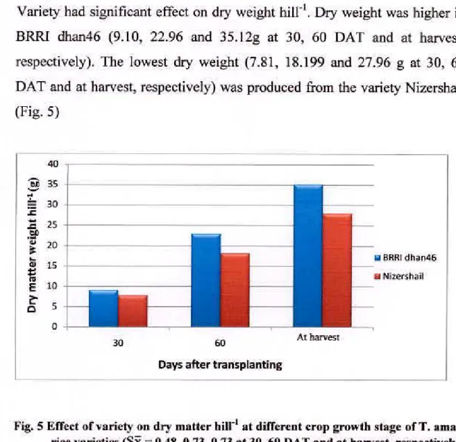 Fig. S Effect of variety on dry matter hilr' at different crop growth stage of T. aman  rice varieties (SR  =  0.48, 0.73, 0.73 at 30, 60 DAT and at harvest, respectively)  Fertilizer combination exerted significant effect on dry weight hi11'