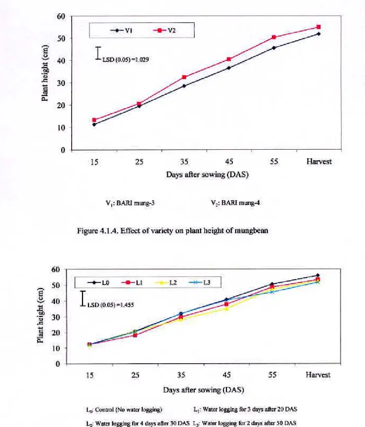 Figure 4.1.5. Effect of water logging on plant height of mungbean 