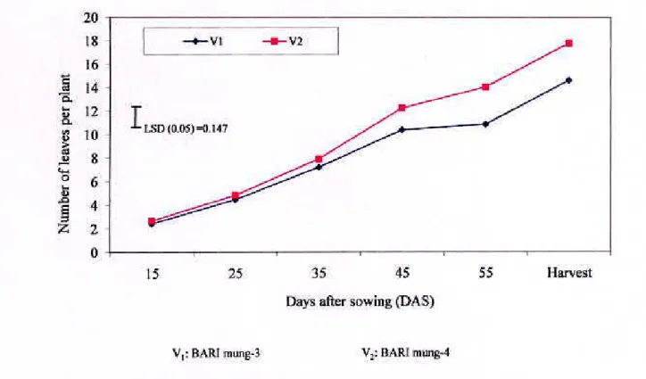 Figure  4.1.6.  Effect  of variety on number of leaves per plant of mungbean 