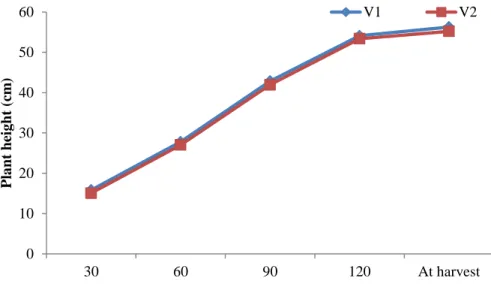 Figure  1:  Effect  of  variety  on  plant  height  at  different  days  after  sowing  and  transplanting  (LSD 0.05 =  NS,  NS,  NS,  NS  and  NS  at  30,  60,  90,  120  DAS and DAT and at harvest, respectively) 