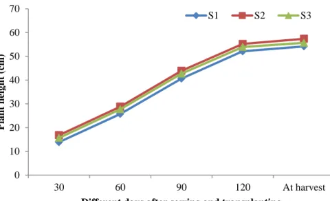 Figure  2:  Effect  of  spacing  on  plant  height  at  different  days  after  sowing  and  transplanting  (LSD 0.05 =  1.25,  1.66,  1.95,  2.29  and  2.63  at  30,  60,  90,  120 DAS and DAT and at harvest, respectively) 