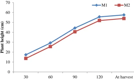 Figure  3:  Effect  of  sowing  method  on  plant  height  at  different  days  after  sowing  and transplanting (LSD 0.05 = 1.02, 1.35, 1.59, 1.87 and 2.15 at 30, 60, 90,  120 DAS and DAT and at harvest, respectively) 