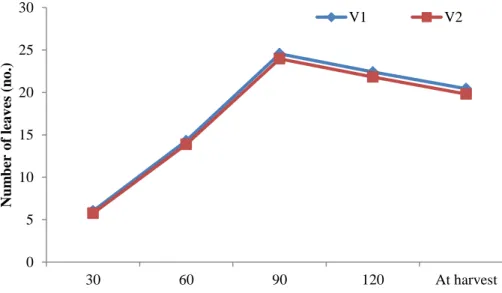Figure  4:  Effect  of  variety  on  number  of  leaves  plant -1   at  different  days  after  sowing and transplanting (LSD  0.05 = NS, NS, NS, NS and NS at 30, 60,  90, 120 DAS and DAT and at harvest, respectively)   