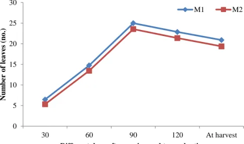 Figure  6:  Effect  of  sowing  method  on  number  of  leaves  plant -1   at  different  days  after sowing and transplanting (LSD 0.05 = 0.56, 0.86, 1.20, 0.94 and 0.98  at 30, 60, 90, 120 DAS and DAT and at harvest, respectively) 