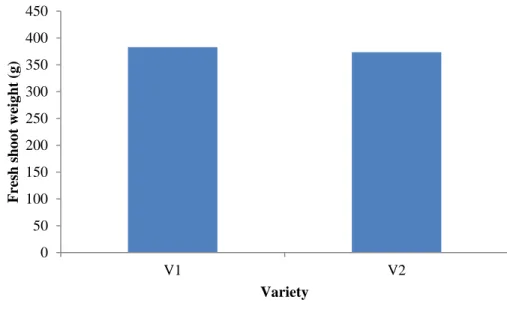 Figure 7: Effect of variety on fresh shoot weight (g) (LSD 0.05 = NS)  4.1.3.2 Effect of plant spacing 