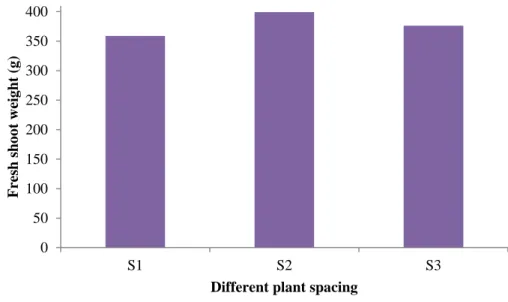 Figure 8: Effect of plant spacing on fresh shoot weight (g) (LSD 0.05 = 20.52)  4.1.3.3 Effect of sowing method 