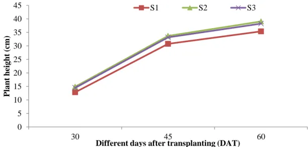 Fig. 1. Effect of different spacing on plant height at different days after transplanting  of cabbage 