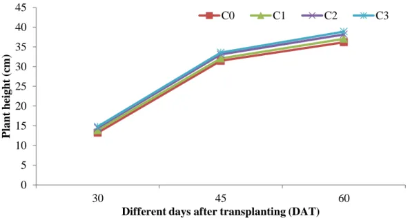 Fig.  2.  Effect  of  foliar  application  of  chitosan  on  plant  height  at  different  days  after  transplanting of cabbage 