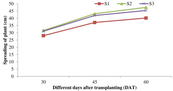 Fig.  3.  Effect  of  different  spacing  on  spreading  of  plant  at  different  days  after  transplanting of cabbage 