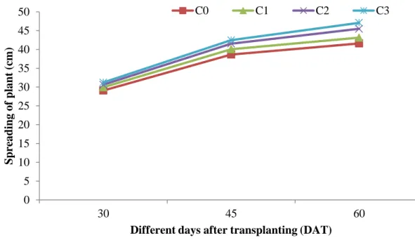 Fig.  4.  Effect  of  different  foliar  application  of  chitosan  on  spreading  of  plant  at  different days after transplanting of cabbage 