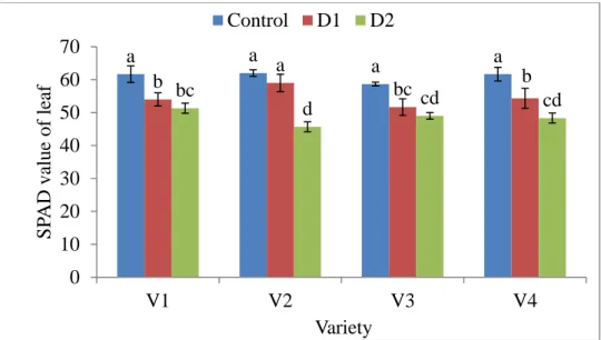 Figure 6: Effect of drought on SPAD value of leaf  4.1.7 Plant fresh weight  