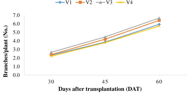 Fig. 4. Performance of four cherry tomato varieties on number of branch/plant  ( Here, V 1 : SAU Cherry Tomato-1, V 2 : Crimson Red, V 3 : Australian Cherry, V 4 : Sutton  Cherry)  