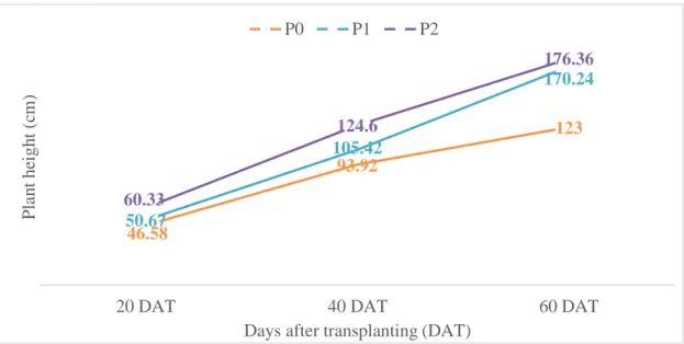 Figure 1. Effect of different level of pruning on plant height of cherry tomato at  different days after transplanting (DAT)