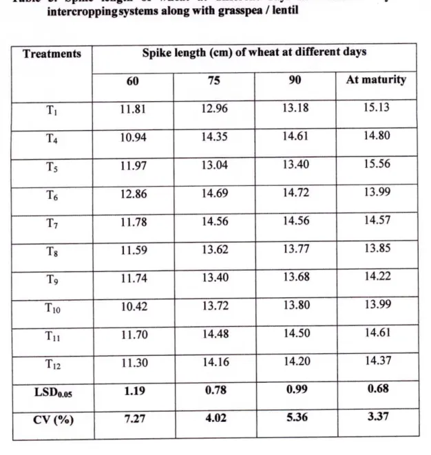 Table 3. Spike length of wheat at different days as influenced by different  intercroppingsystems along with grasspea / lentil 