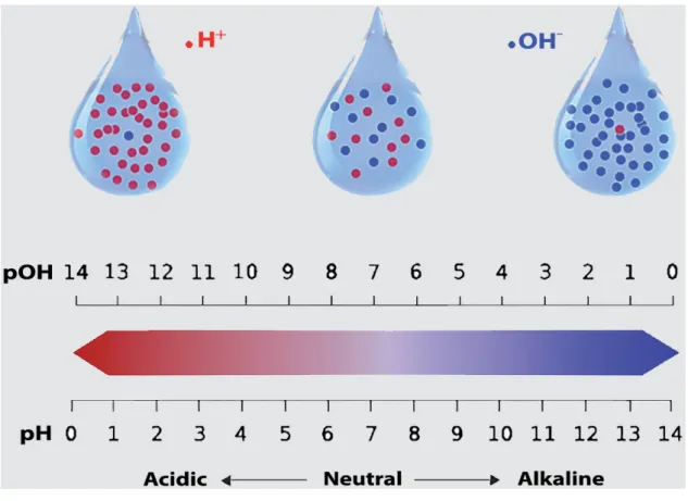 Figure 3.2: Water pH