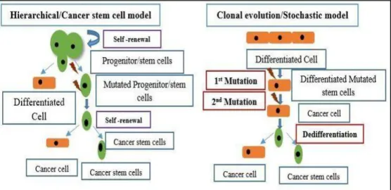 Figure 2: Cancer stem cells model (Butti et al. 2018; Dalerba et al., 2007) 