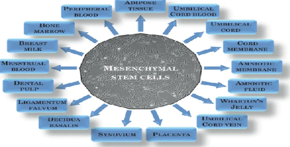 Figure 01: Different sources of Mesenchymal Stem Cells (MSCs) (Musial-Wysocka et al., 2019)