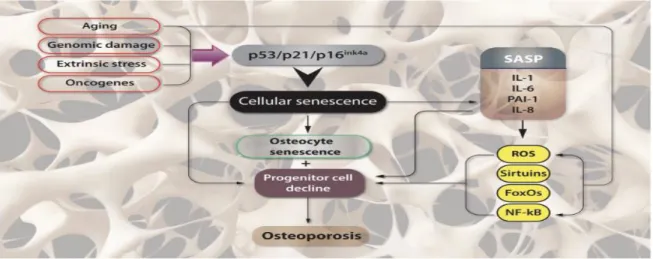 Figure 02: Pathophysiological effect of Cellular Senescence in Osteoporosis (Giovos, G., Yavropoulou, M.P