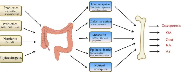Figure 03: A schematic diagram showing how the GIT microbiome can possibly influence Osteoporosis (Peng et al.,  June 2021)