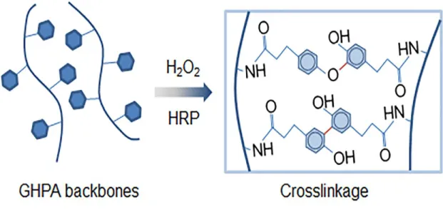 Figure 04: GHPA polymers backbones are being enzymatically crosslinked to form GHH scaffold, where TMSC are  then fixed in the hydrogel meshwork (Kim et al., 2018)