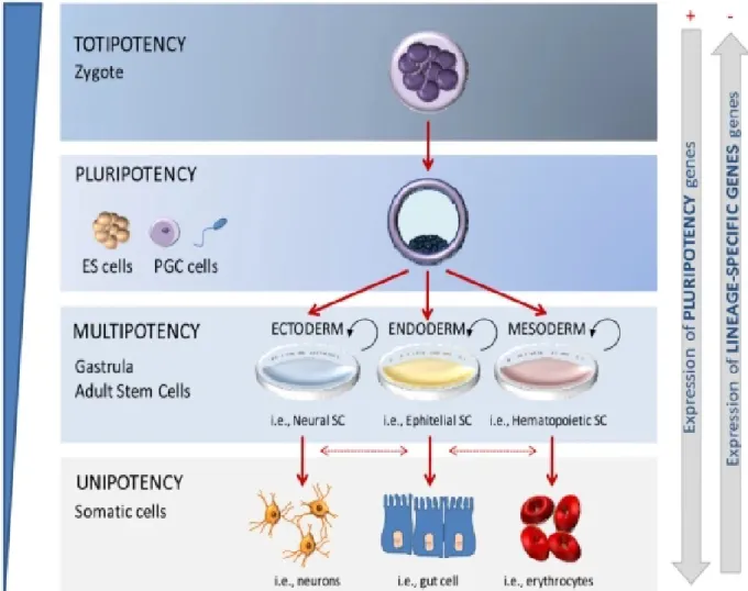 Figure 1: Lineage potential of stem cells (Berdasco &amp; Esteller, 2011).