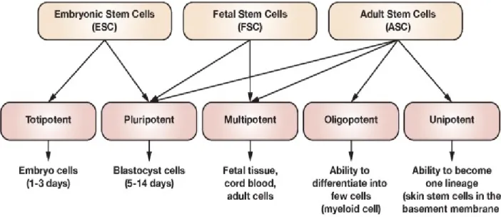 Figure 2: Classification of stem cells (Hawsawi et al., 2018).