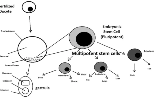 Figure 3: Formation of embryonic stem cells and their differentiation (Zakrzewski et al., 2019).