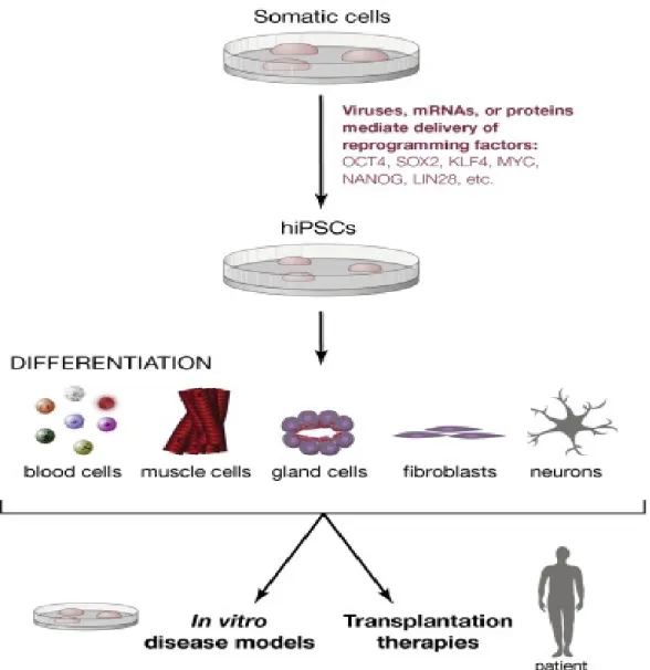 Figure 4: Using optimized reprogramming of induced pluripotent stem cells (Hockemeyer &amp; Jaenisch, 2016).
