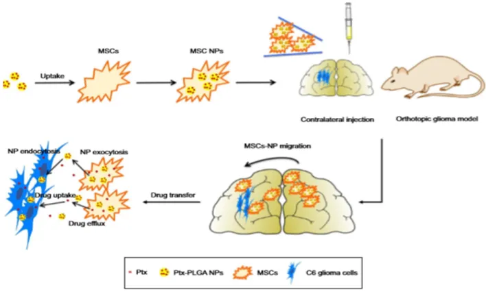 Figure 7: Conveyance of MSCs loaded with PTX-PLGA NPs in orthotopic glioma model (Wang et al., 2018).