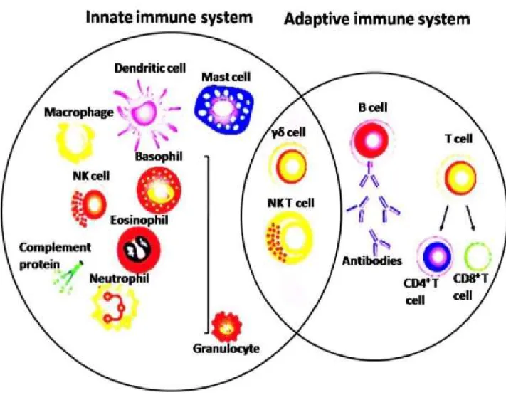Figure 3: Depicture of cells in the innate and adaptive immune system (altered from Zhang &amp; 
