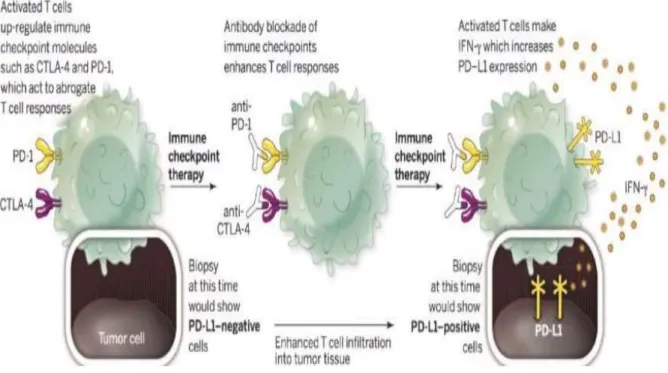 Figure 4:  Blockade of immune checkpoints to enhance T cell responses (adapted from Akinleye  et al., 2019)